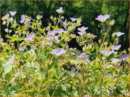 Geranium sylvaticum &amp;#39;Ice Blue&amp;#39; | Bosooievaarsbek, Ooievaarsbek, Tuingeranium | Wald-Storchschnabel