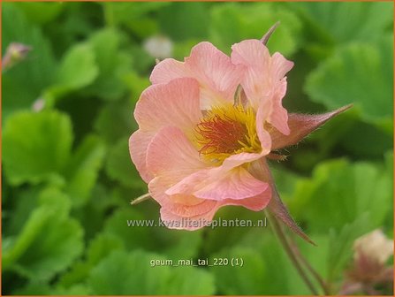 Geum &amp;#39;Mai Tai&amp;#39; | Nagelkruid | Nelkenwurz