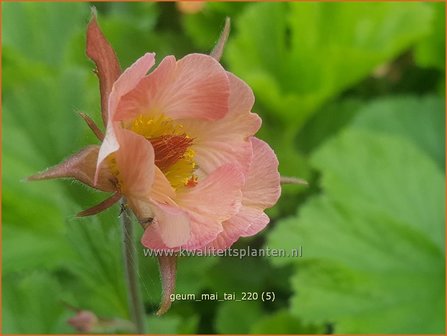 Geum &amp;#39;Mai Tai&amp;#39; | Nagelkruid | Nelkenwurz