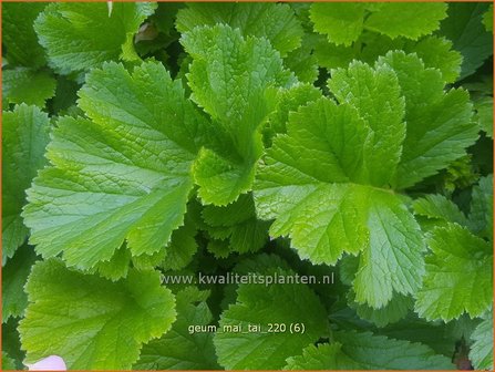 Geum &amp;#39;Mai Tai&amp;#39; | Nagelkruid | Nelkenwurz