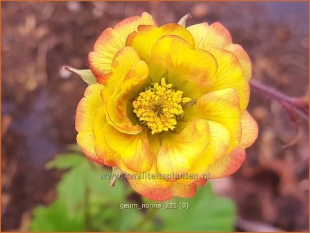 Geum &#039;Nonna&#039; | Nagelkruid | Nelkenwurz | Avens