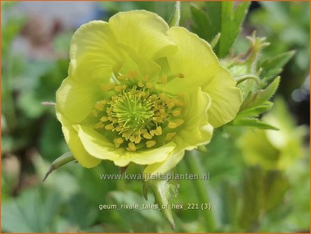 Geum rivale &amp;#39;Tales of Hex&amp;#39; | Knikkend nagelkruid, Nagelkruid | Bach-Nelkenwurz