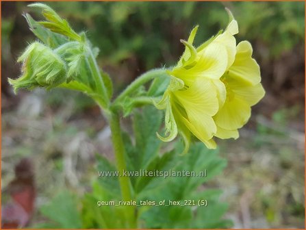 Geum rivale &amp;#39;Tales of Hex&amp;#39; | Knikkend nagelkruid, Nagelkruid | Bach-Nelkenwurz