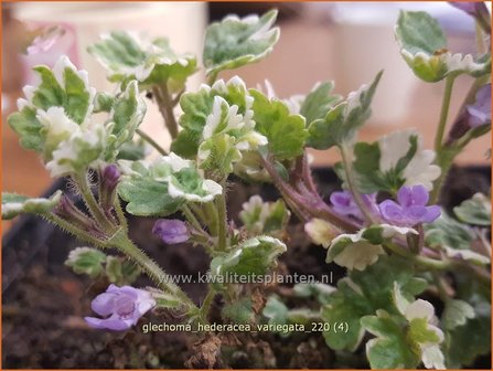 Glechoma hederacea &amp;#39;Variegata&amp;#39; | Hondsdraf, Kruip-door-de-tuin | Gew&ouml;hnlicher Gundermann