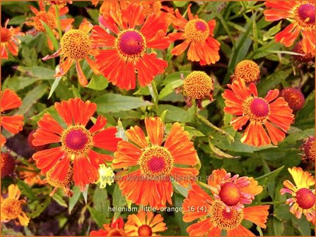 Helenium &amp;#39;Little Orange&amp;#39; | Zonnekruid | Sonnenbraut