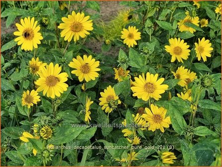 Helianthus decapetalus &amp;#39;Suncatcher Pure Gold&amp;#39; | Vaste zonnebloem | Stauden-Sonnenblume