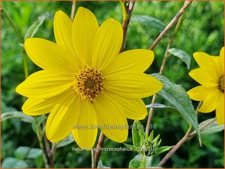 Helianthus microcephalus | Vaste zonnebloem | Kleinblumige Sonnenblume