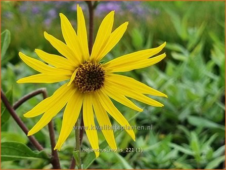 Helianthus mollis | Vaste zonnebloem | Behaarte Sonnenblume