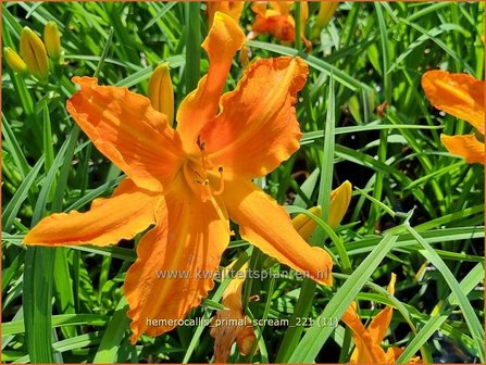 Hemerocallis &#039;Primal Scream&#039; | Daglelie | Taglilie