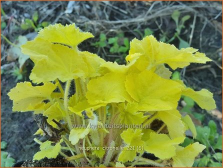 Heuchera &amp;#39;Citronelle&amp;#39; | Purperklokje | Purpurgl&ouml;ckchen