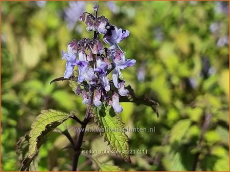 Isodon rubescens | Chinesische Buschnessel