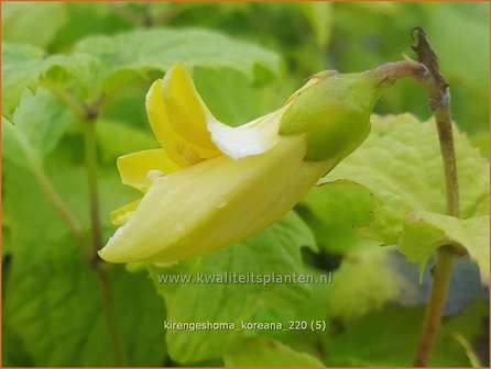 Kirengeshoma koreana | Koreaanse wasbloem, Japanse wasbloem | Koreanische Wachsglocke