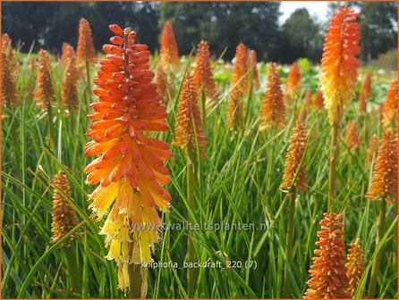 Kniphofia &amp;#39;Backdraft&amp;#39; | Vuurpijl, Fakkellelie | Fackellilie