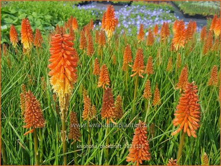 Kniphofia &amp;#39;Backdraft&amp;#39; | Vuurpijl, Fakkellelie | Fackellilie