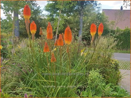 Kniphofia uvaria &amp;#39;Nobilis&amp;#39; | Vuurpijl, Fakkellelie | Schopf-Fackellilie