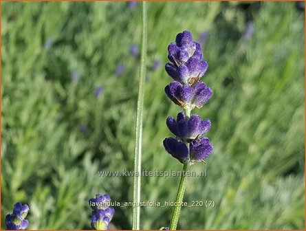 Lavandula angustifolia &amp;#39;Hidcote&amp;#39; | Echte lavendel, Gewone lavendel, Lavendel | Echter Lavendel