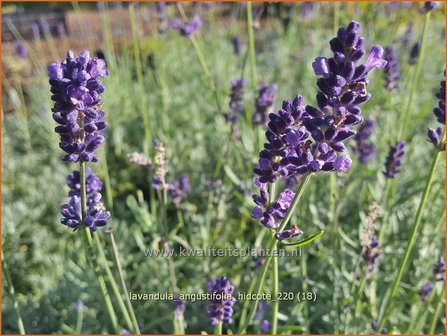 Lavandula angustifolia &amp;#39;Hidcote&amp;#39; | Echte lavendel, Gewone lavendel, Lavendel | Echter Lavendel