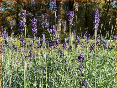 Lavandula angustifolia &amp;#39;Hidcote&amp;#39; | Echte lavendel, Gewone lavendel, Lavendel | Echter Lavendel