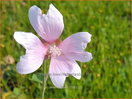 Lavatera &#039;Duet&#039; | Struikmalva | Buschmalve