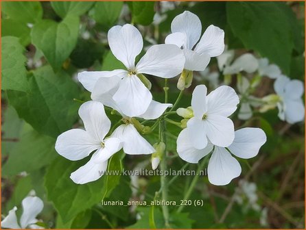 Lunaria annua &amp;#39;Albiflora&amp;#39; | Judaspenning | Einj&auml;hriges Silberblatt