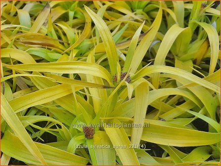 Luzula sylvatica &amp;#39;Aurea&amp;#39; | Grote veldbies, Veldbies | Wald-Hainsimse