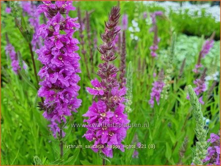 Lythrum salicaria &amp;#39;Happy Lights&amp;#39; | Grote kattenstaart, Kattenstaart | Blutweiderich