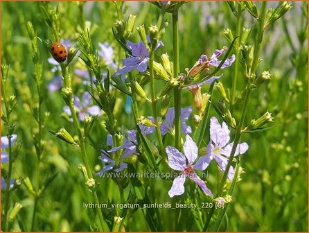 Lythrum virgatum &#039;Sunfields Beauty&#039; | Fijne kattenstaart, Kattenstaart | Ruten-Weiderich