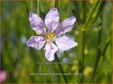 Lythrum virgatum &#039;Sunfields Beauty&#039; | Fijne kattenstaart, Kattenstaart | Ruten-Weiderich