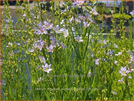 Lythrum virgatum &#039;Sunfields Beauty&#039; | Fijne kattenstaart, Kattenstaart | Ruten-Weiderich