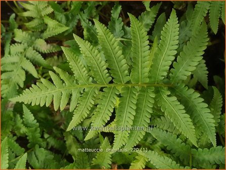 Matteuccia orientalis | Oosterse struisvaren, Struisvaren, Bekervaren | Asiatischer Strau&szlig;enfarn