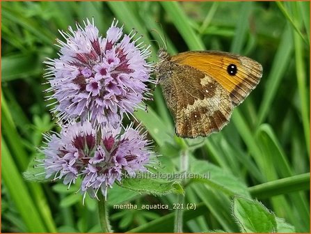 Mentha aquatica | Watermunt, Munt | Wasserminze