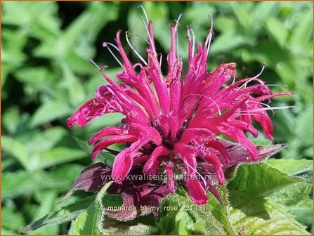 Monarda &amp;#39;Balmy Rose&amp;#39; | Bergamotplant, Indianennetel | Indianernessel