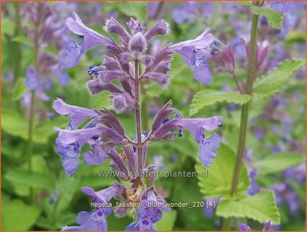 Nepeta faassenii &amp;#39;Blue Wonder&amp;#39; | Grijs kattenkruid, Kattenkruid | Blaue Katzenminze