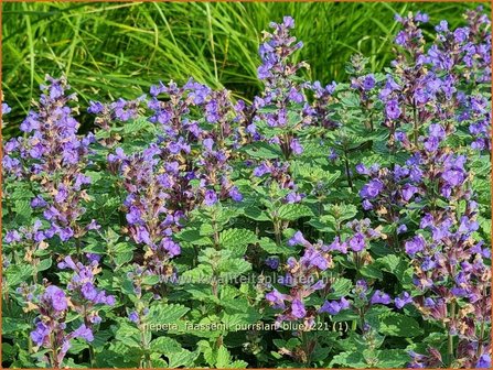 Nepeta faassenii &amp;#39;Purrsian Blue&amp;#39; | Grijs kattenkruid, Kattenkruid | Blaue Katzenminze