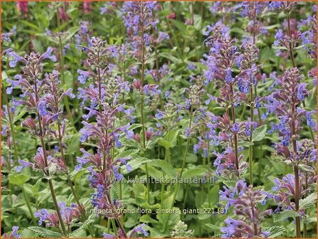 Nepeta grandiflora &amp;#39;Zinser&amp;#39;s Giant&amp;#39; | Kattenkruid | Gro&szlig;bl&uuml;tige Katzenminze