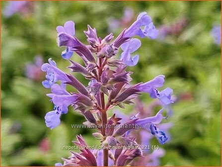 Nepeta grandiflora &amp;#39;Zinser&amp;#39;s Giant&amp;#39; | Kattenkruid | Gro&szlig;bl&uuml;tige Katzenminze