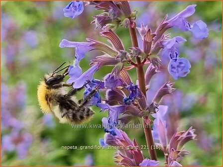 Nepeta grandiflora &amp;#39;Zinser&amp;#39;s Giant&amp;#39; | Kattenkruid | Gro&szlig;bl&uuml;tige Katzenminze