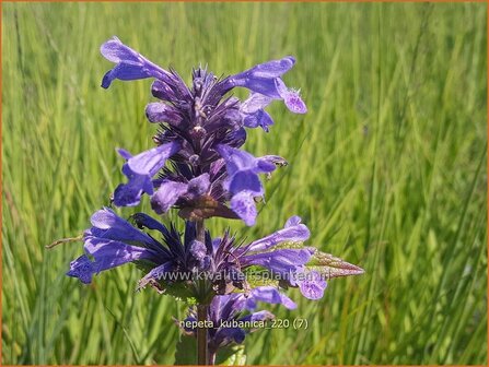 Nepeta kubanica | Kattenkruid | Kaukasische Katzenminze