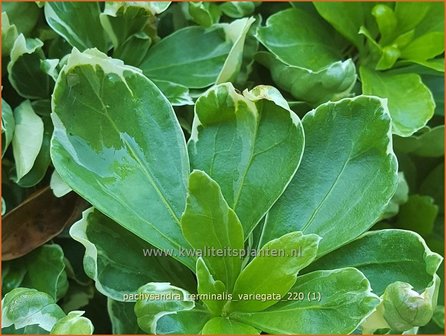 Pachysandra terminalis &#039;Variegata&#039; | Schaduwkruid, Dikkemanskruid | Endst&auml;ndiger Ysander