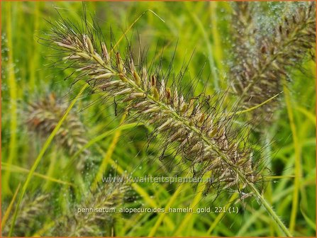 Pennisetum alopecuroides &amp;#39;Hameln Gold&amp;#39; | Breed lampenpoetsersgras, Borstelveergras, Lampenpoetsersgras | Lampen