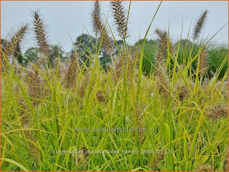 Pennisetum alopecuroides &amp;#39;Hameln Gold&amp;#39; | Breed lampenpoetsersgras, Borstelveergras, Lampenpoetsersgras | Lampen