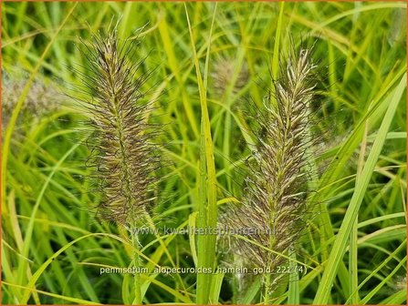 Pennisetum alopecuroides &amp;#39;Hameln Gold&amp;#39; | Breed lampenpoetsersgras, Borstelveergras, Lampenpoetsersgras | Lampen