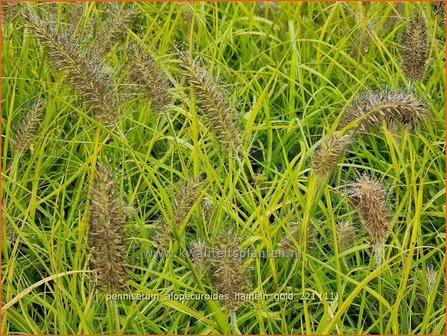 Pennisetum alopecuroides &amp;#39;Hameln Gold&amp;#39; | Breed lampenpoetsersgras, Borstelveergras, Lampenpoetsersgras | Lampen