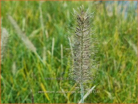 Pennisetum alopecuroides &amp;#39;Piglet&amp;#39;