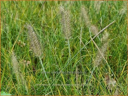 Pennisetum alopecuroides &amp;#39;Piglet&amp;#39; | Breed lampenpoetsersgras, Borstelveergras, Lampenpoetsersgras | Lampenputze