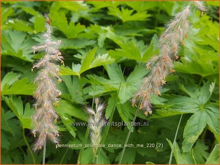 Pennisetum orientale &#039;Dance With Me&#039; | Lampenpoetsersgras, Borstelveergras | Orientalisches Lampenputzergras