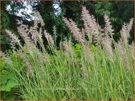 Pennisetum orientale &#039;Dance With Me&#039; | Lampenpoetsersgras, Borstelveergras | Orientalisches Lampenputzergras