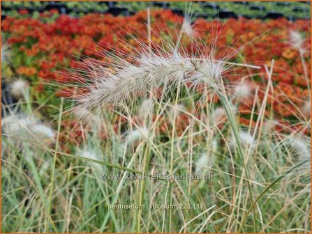 Pennisetum villosum | Zacht lampenpoetsersgras, Borstelveergras | Wolliges Lampenputzergras