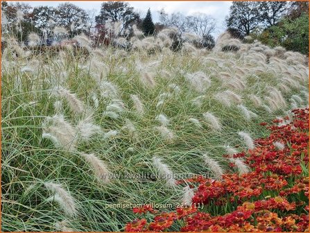 Pennisetum villosum | Zacht lampenpoetsersgras, Borstelveergras | Wolliges Lampenputzergras