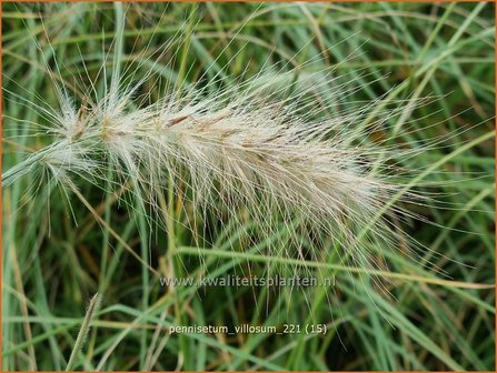 Pennisetum villosum | Zacht lampenpoetsersgras, Borstelveergras | Wolliges Lampenputzergras | Feathertop